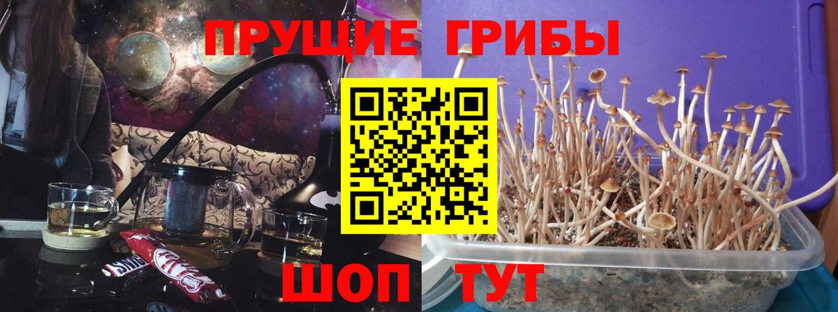 Галлюциногенные грибы Psilocybine cubensis  Псилоцибиновые грибы прущие грибы  Кумертау  Вход с VPN 